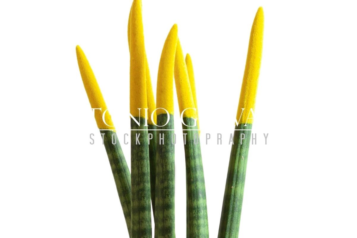 sansevieria black star Sansevieria Black Star  Bloomspace