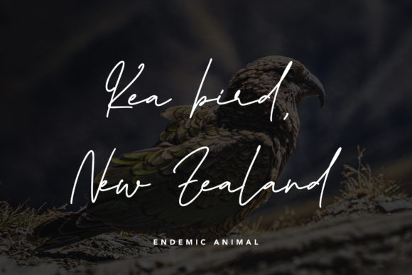 Queenstown Signature Font PNG with transparent background - Preview 3