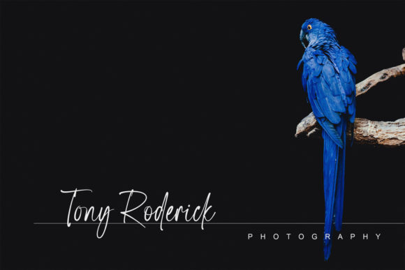 Bluegold Font - Preview 6