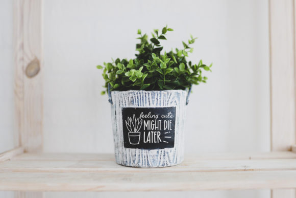 can you plant wisteria in a pot Buy White Wisteria Vine for Sale | Fragrant Flowers