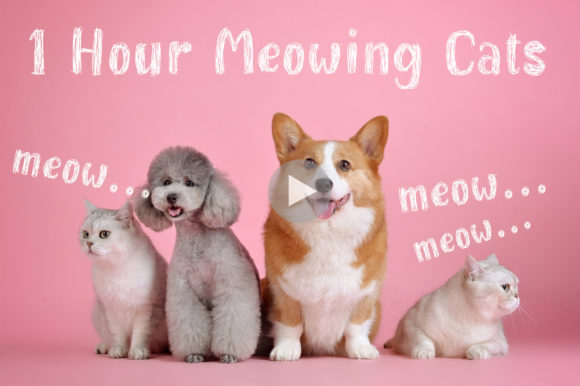 Kampung Orange Font PNG with transparent background - Preview 1
