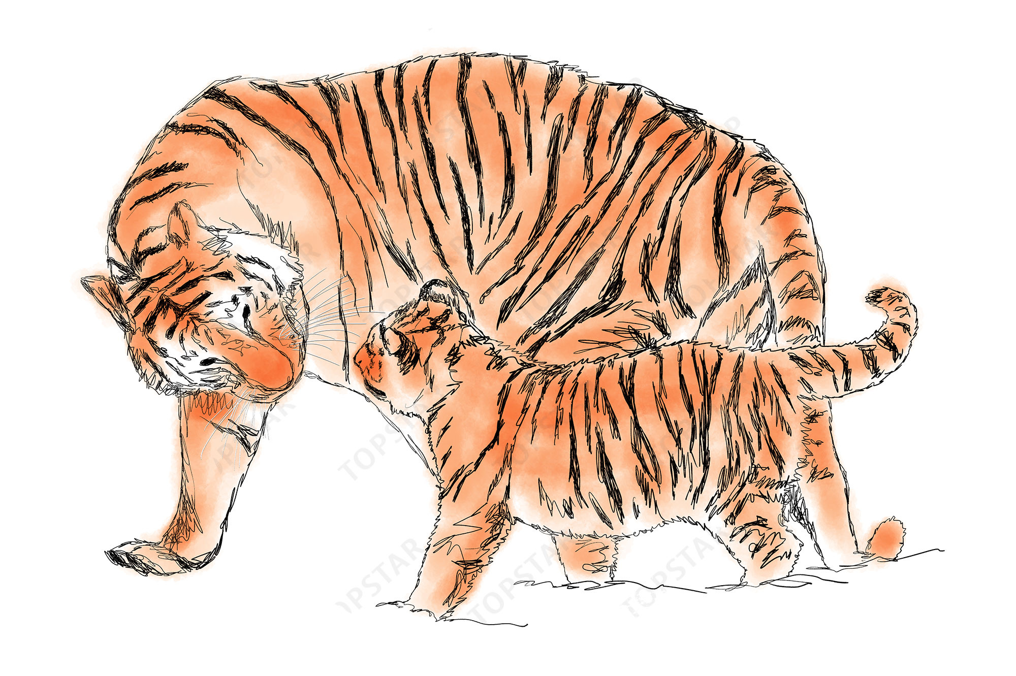 Tiger Mom Tiger Cub Drawing Colored