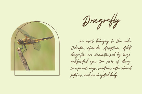 Holland Signature Font - Preview 1