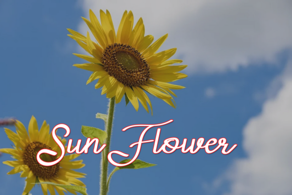 Mancester Font PNG with transparent background - Preview 5