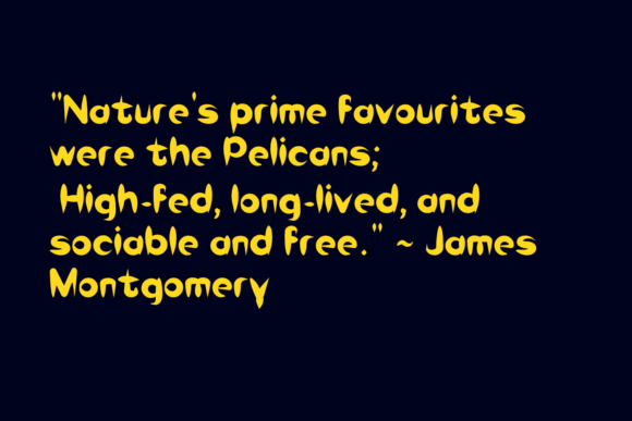 Pelicans Font PNG with transparent background - Preview 2