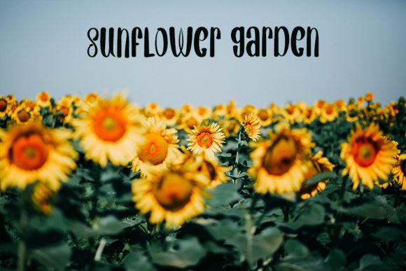 Shopee Font PNG with transparent background - Preview 3