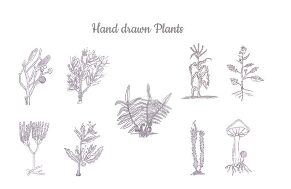 Hand Drawn Plants Set Graphic Illustrations By Blueprint