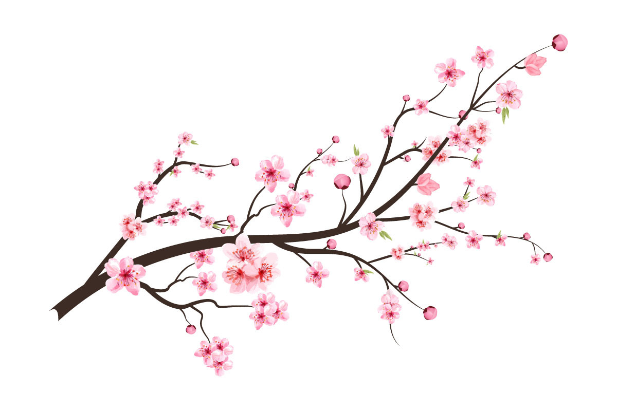 Japanese Cherry Blossom with Pink Sakura Graphic by IftiDigital