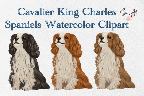 Cavalier King Charles Spaniel Watercolor Graphic Illustrations By Su Digital Art