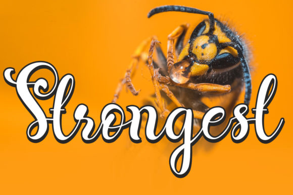 Caterpillar Script Font - Preview 4