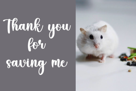 Hamster Font - Preview 4