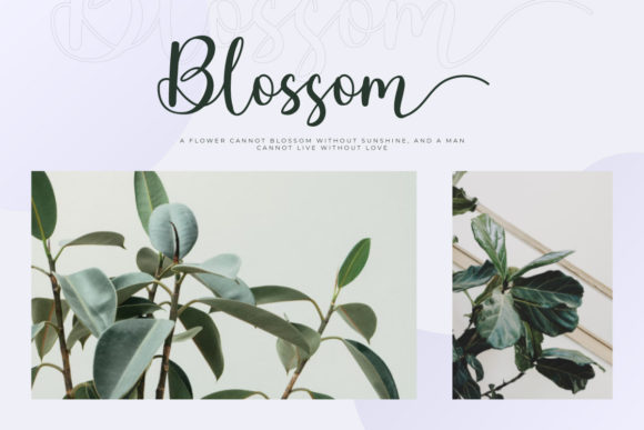Cavillia Font - Preview 4
