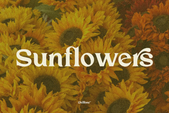 Chiffone Font - Preview 4
