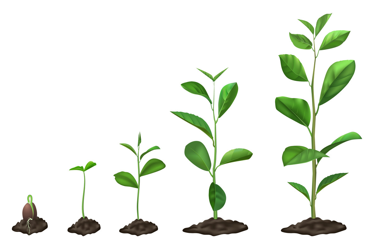 Realistic Plant Growth Stages Graphic by winwin.artlab  Creative Fabrica