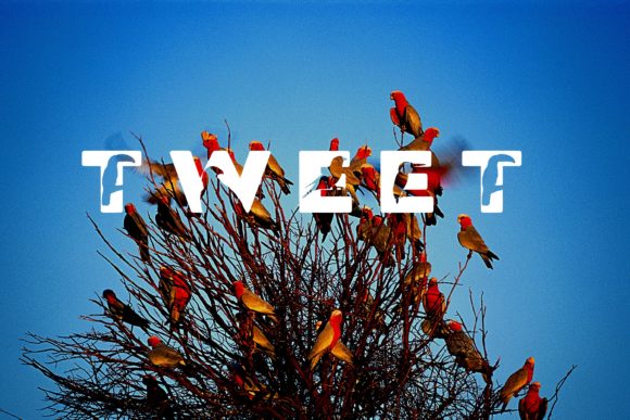 Birder Font - Preview 3