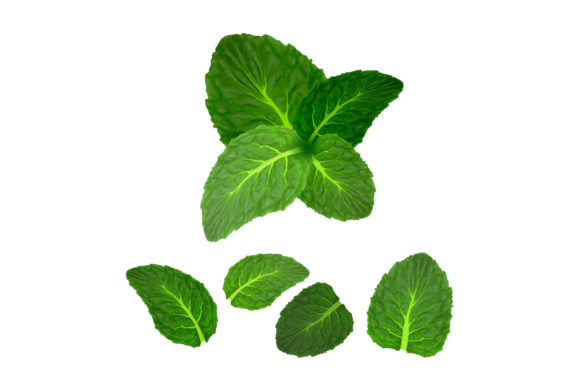 Mint Leaf Freshness Spice Herbal Plant