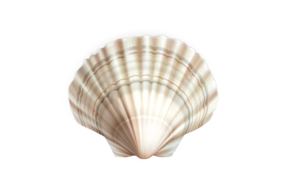 Scallop Shell Decorative Ocean Mollusk