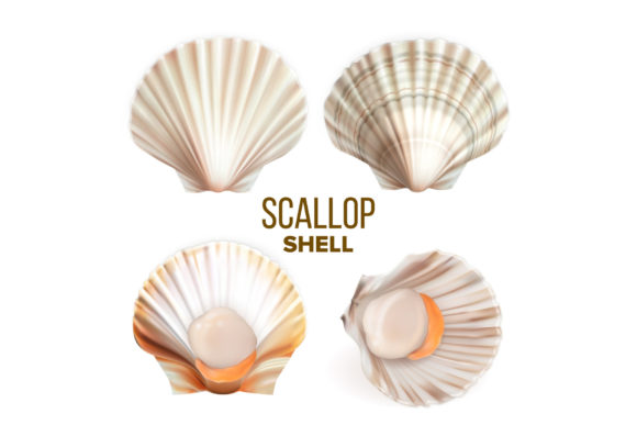 Scallop with Meat in Shell Seafood Set