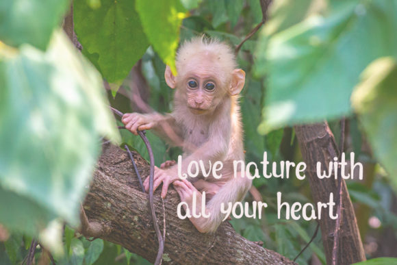 Heart Choice Font PNG with transparent background - Preview 3