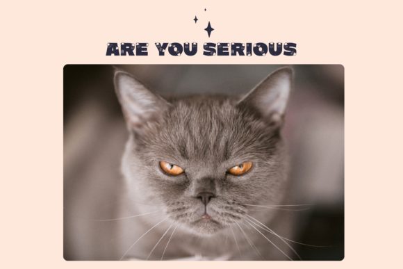 Mean Cat Font PNG with transparent background - Preview 1