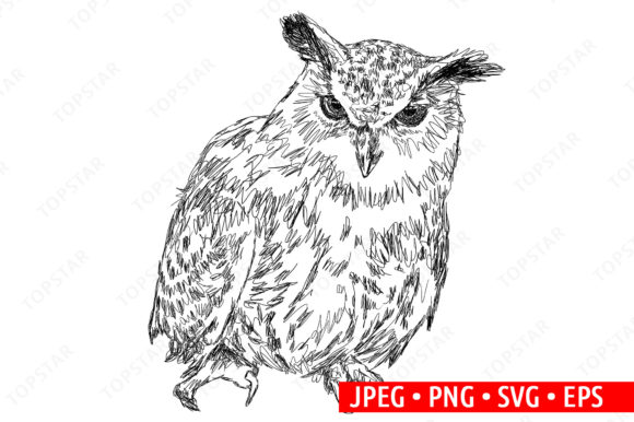 Owl Illustration