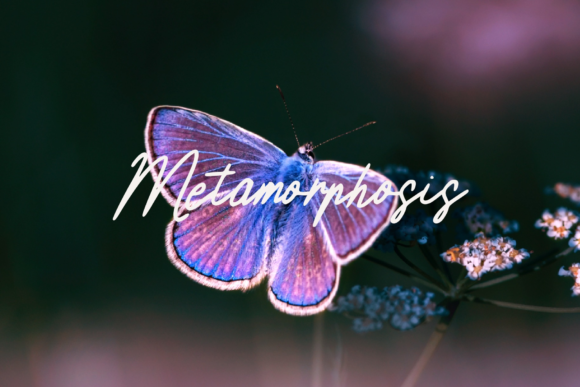 Rossa Maria Font PNG with transparent background - Preview 2