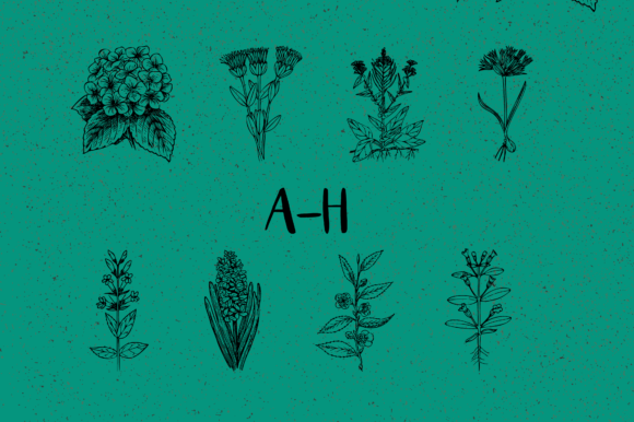 Botanique Font PNG with transparent background - Preview 1