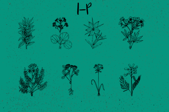 Botanique Font PNG with transparent background - Preview 2