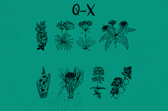 Botanique Font PNG with transparent background - Preview 3