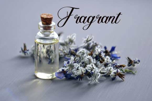 Perfume Shop Font PNG with transparent background - Preview 3