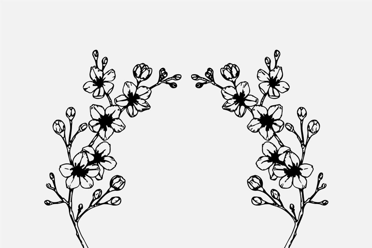 Hand Drawing Cherry Blossom Branch