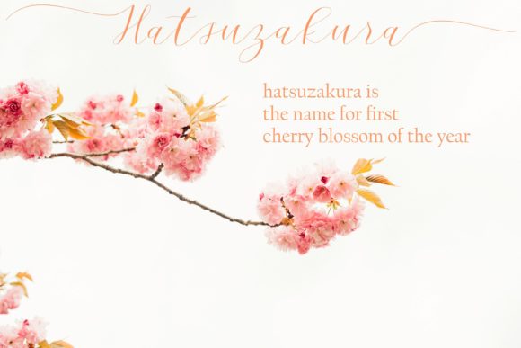 Cherry Blossom Script Font - Preview 2