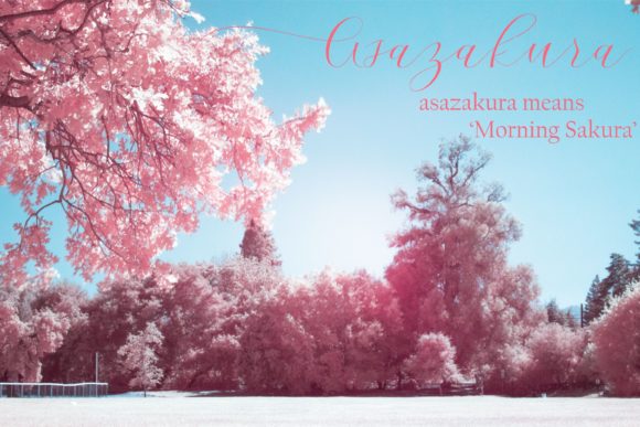 Cherry Blossom Script Font - Preview 4