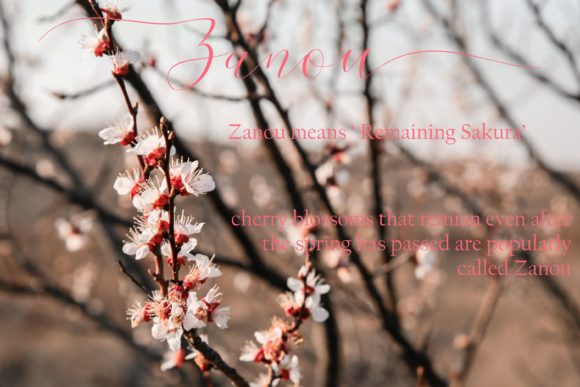 Cherry Blossom Script Font - Preview 5