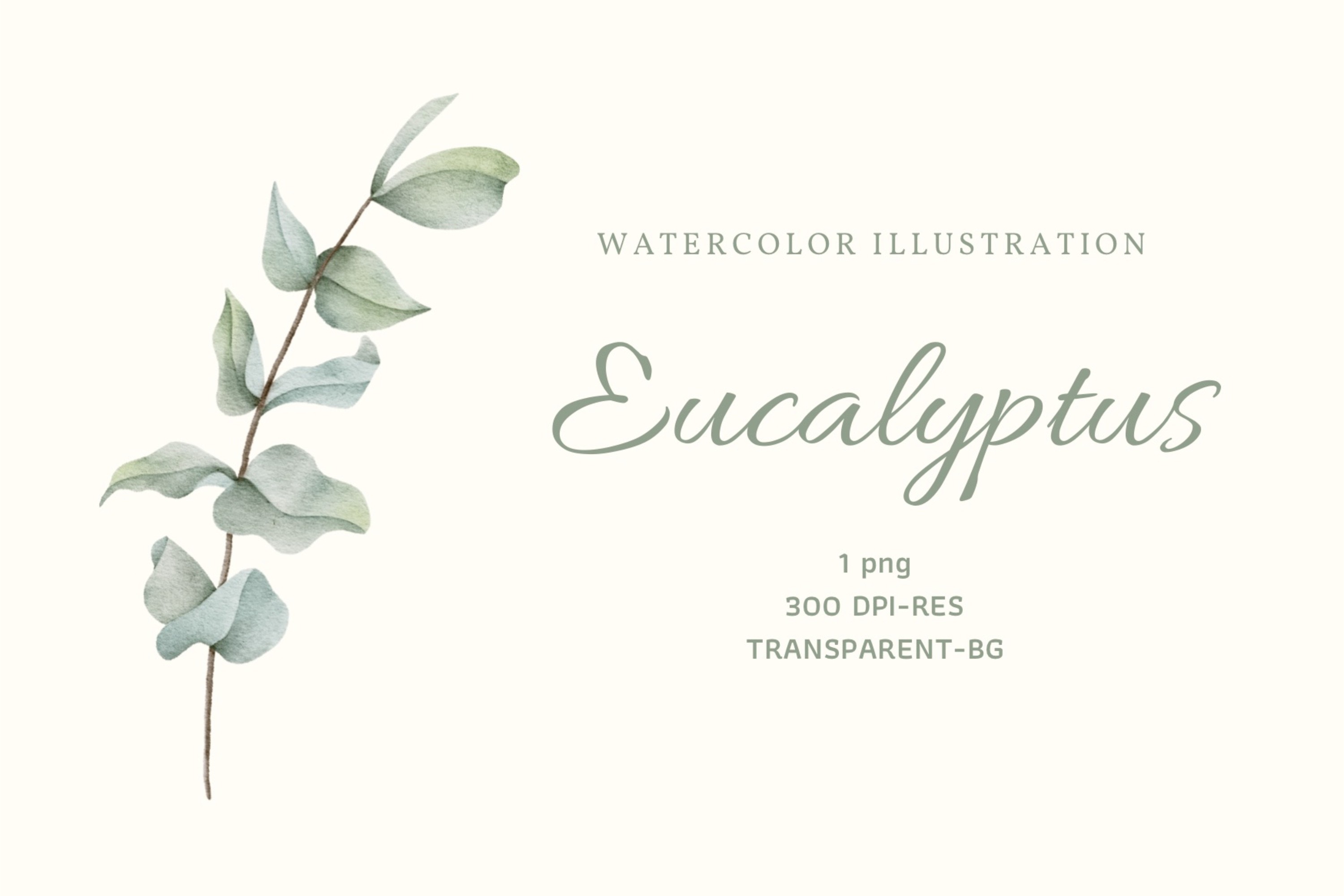 Watercolor Eucalyptus Leaf Clip Art Graphic by MINTI9 · Creative Fabrica