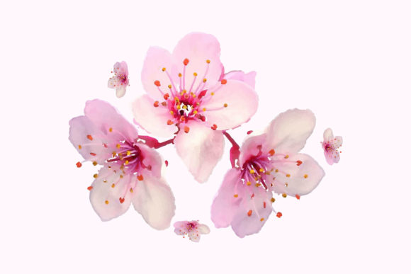 Watercolor Sakura Cherry Blossom Flower