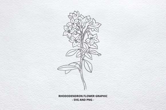 rhododendron trit d2 Scintillation Rhododendron, 2-Gallon main image 0