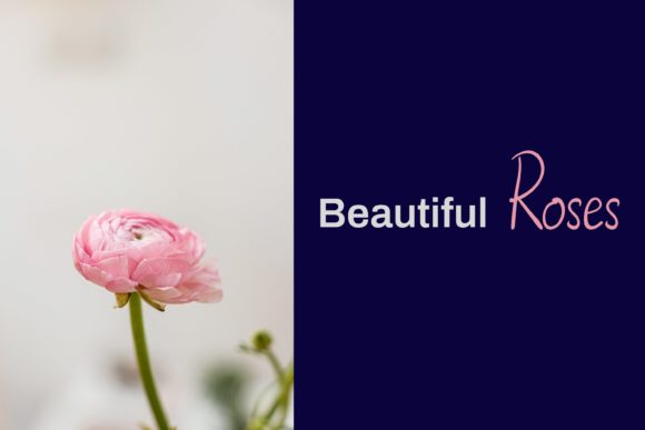 Aselia Font - Preview 3