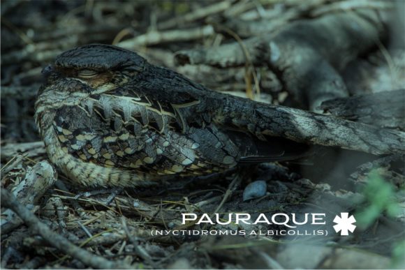 Pauraque Duo Font PNG with transparent background - Preview 3