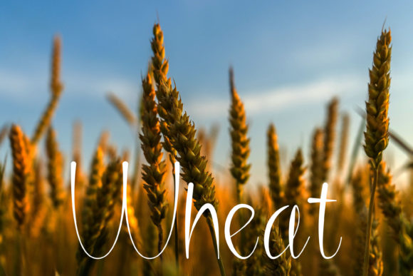 Farmlands Font - Preview 2
