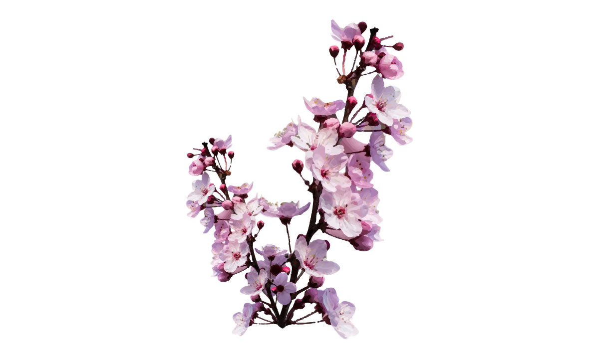 Cherry Blossom Flowers Illustration