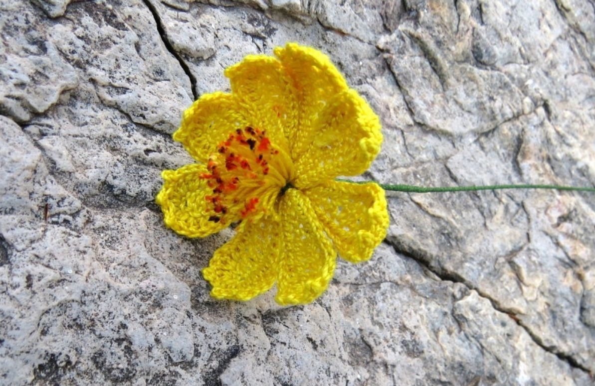 Cosmos Flower