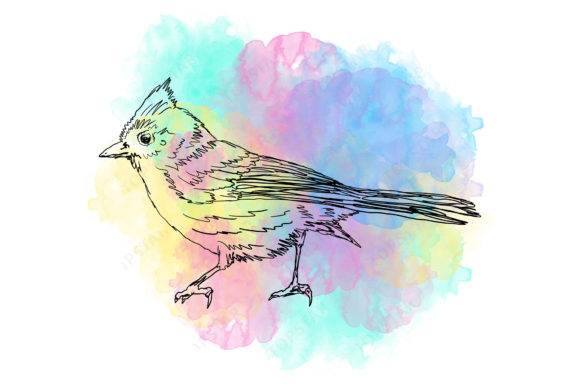Bird Illustration Watercolor Background