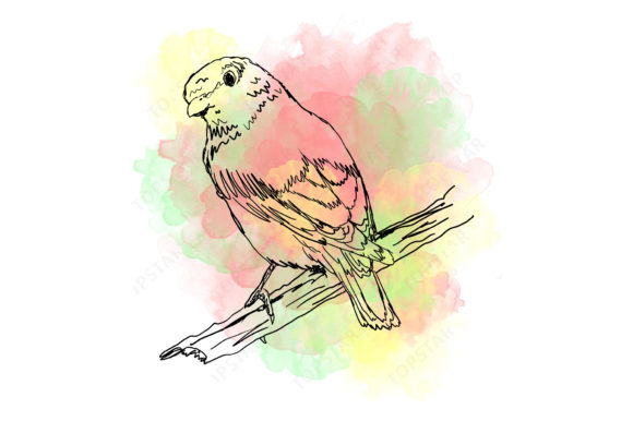 Parrot Bird Illustration Water Color Art