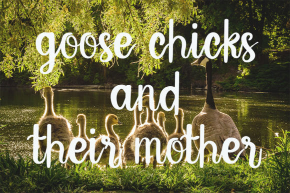 Animals Font - Preview 1