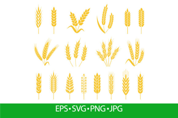 Wheat Ears. Rice or Barley Crops