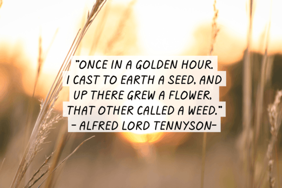 Golden Hour Font PNG with transparent background - Preview 6