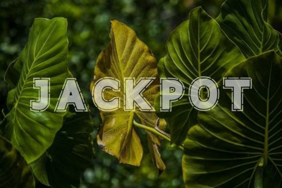Bold Line Font - Preview 2