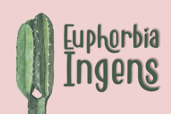 Happy Cactus Font - Preview 5