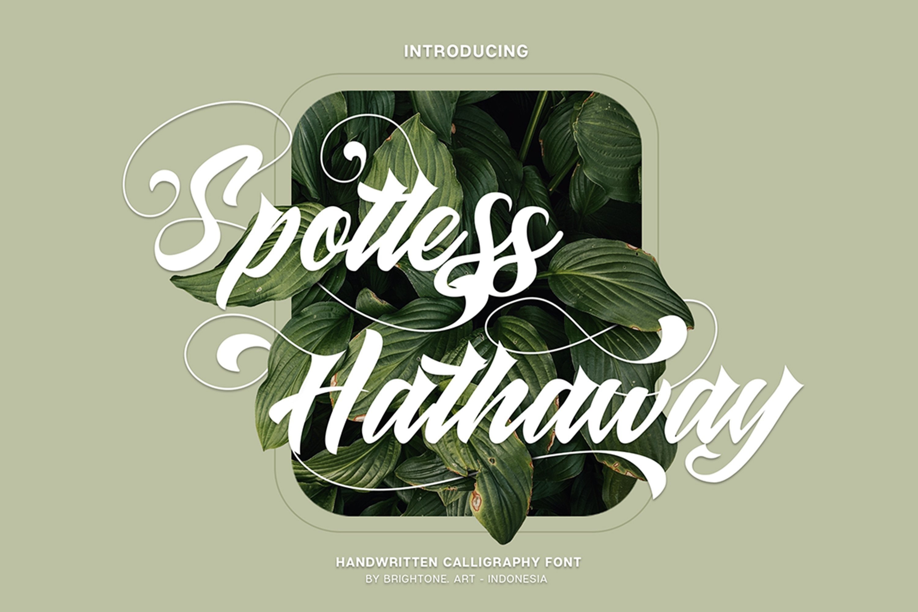 Spotless Hathaway